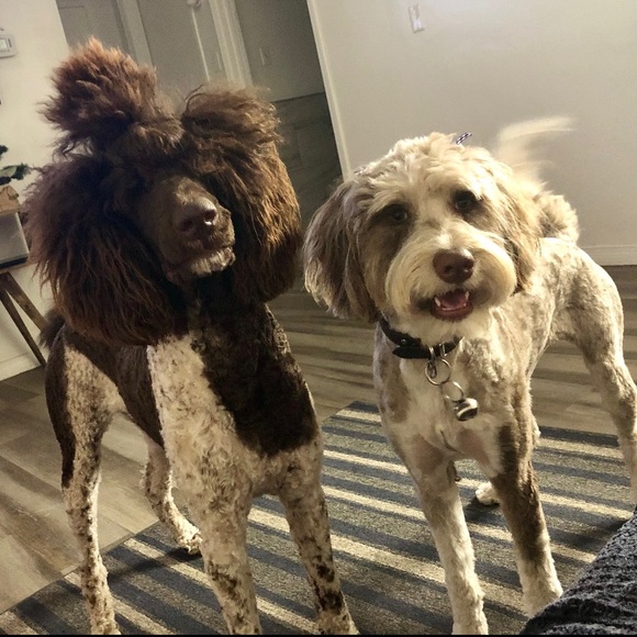 Poshmark Ambassador Sherry Berry - Picture 3 of 15